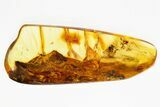 Fossil Bark Fragment In Baltic Amber #367518-1